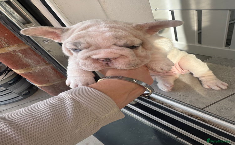 French Bulldog dogs - Advert 1