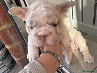 French Bulldog dogs - Advert 17