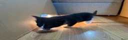 Korat cats for sale: Kittens Looking for Their Forever Homes - Advert 20
