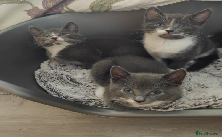 Mixed Breed cats - Advert 11