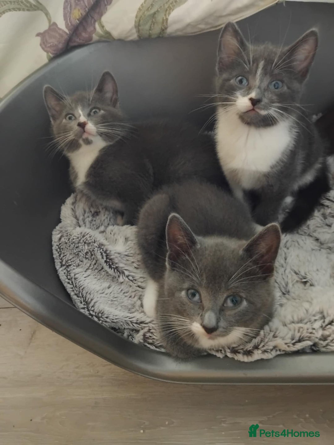 Mixed Breed cats for sale: Mixed Breed kittens for sale  - Image 1