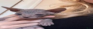 Sphynx 6