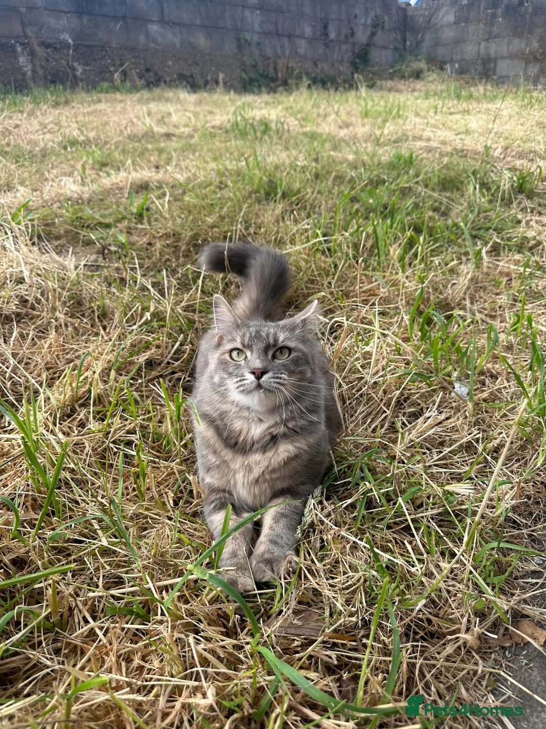 Mixed Breed cats for sale: 5 beautiful kittens - Advert 1