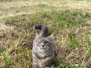 Mixed Breed cats 5 beautiful kittens - Advert 1