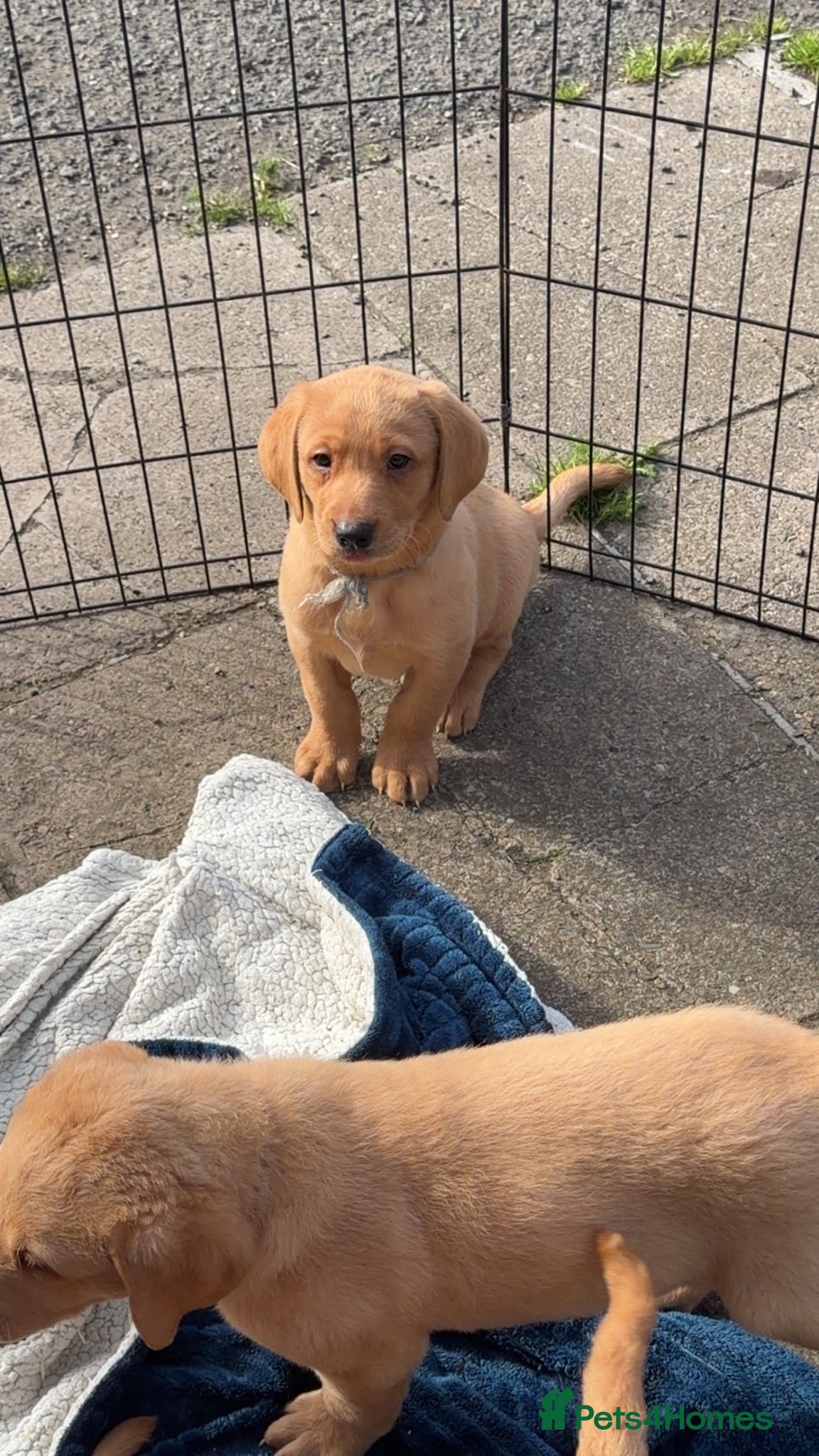 Labrador Retriever dogs Kc Reg Fox red Labradors - Advert 1