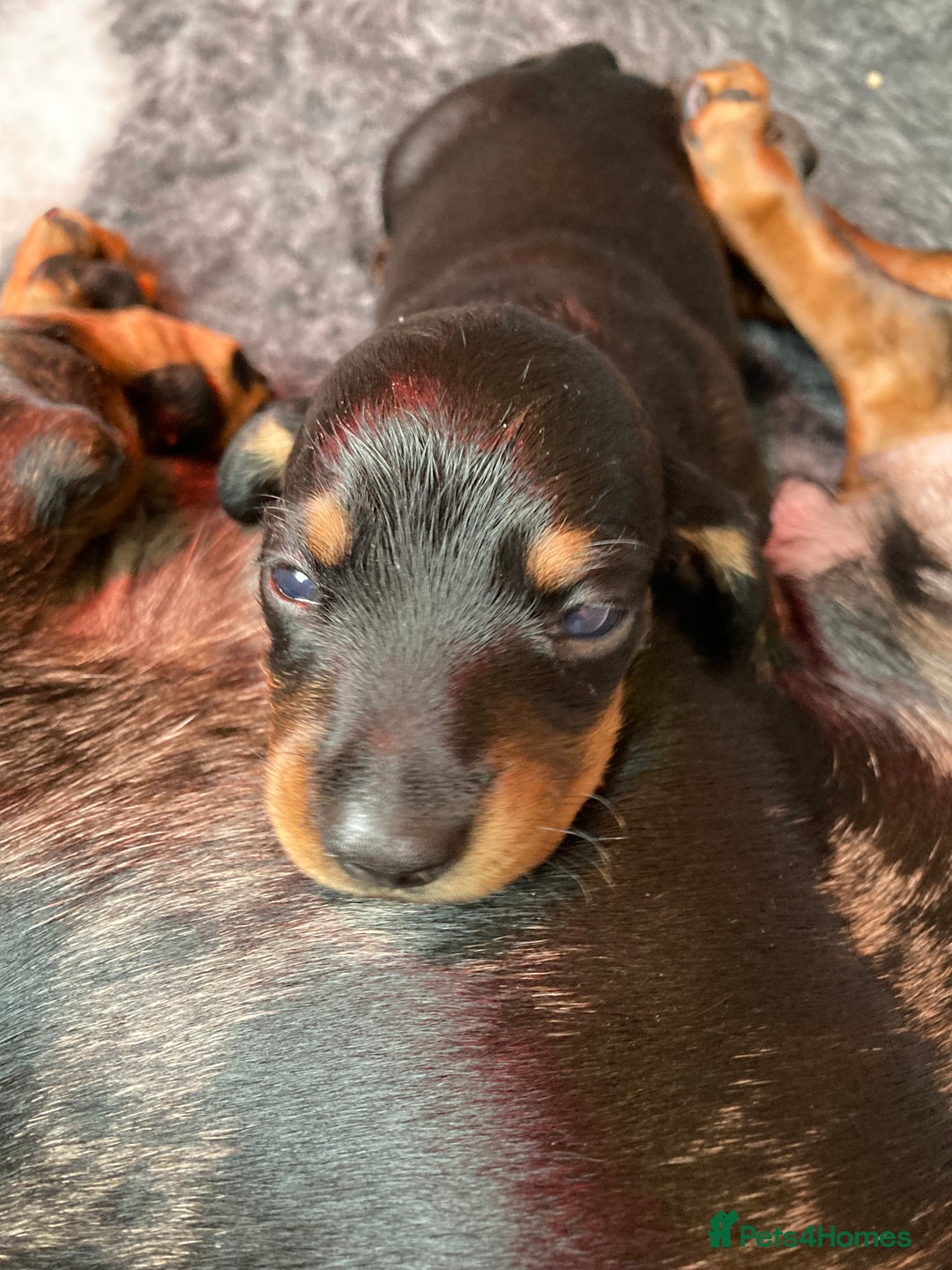 Dachshund dogs for sale: 2 miniature Dashhounds available  - Advert 19