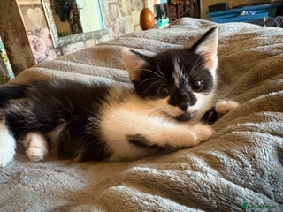 Mixed Breed cats Black and white male - Advert 11