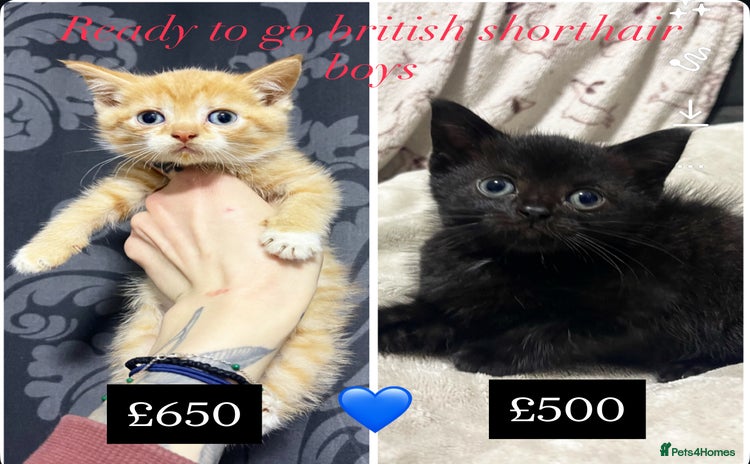 British Shorthair cats - Advert 7