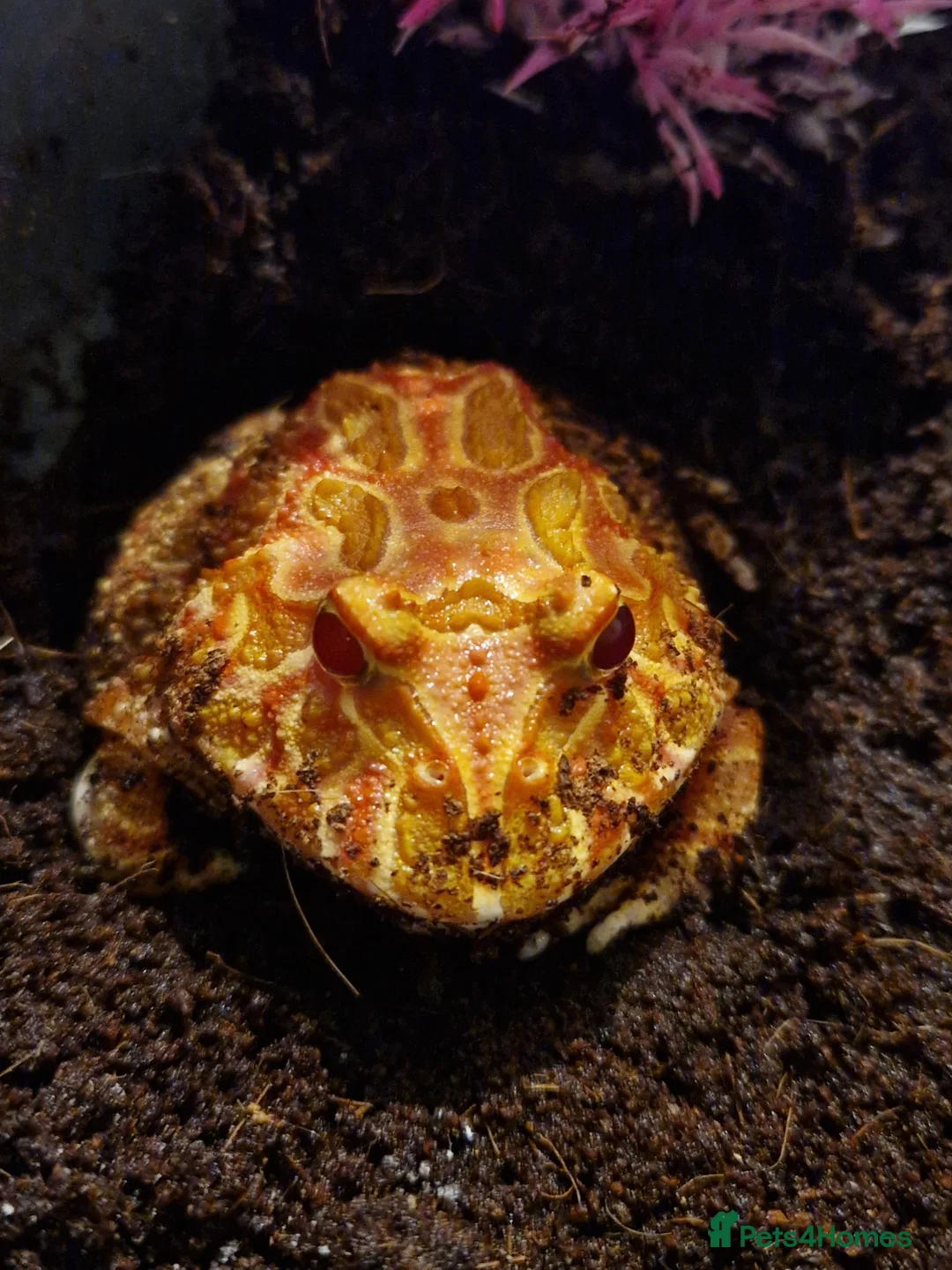 Frog reptiles for sale: Pacman frogs in Gillingham - Advert 1