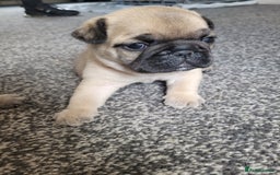 Frug dogs for sale: Just the male left frug left now - Image 17
