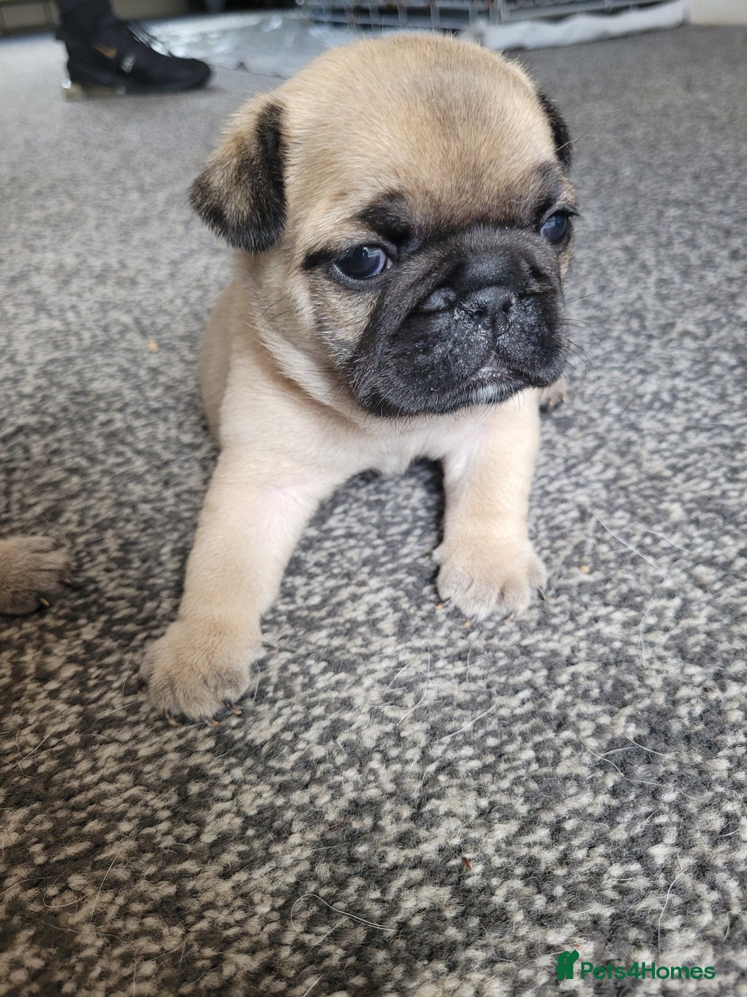 Frug dogs for sale: Just the male left frug left now - Image 17