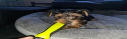 Yorkshire Terrier dogs for sale: 🐶 💖Pedigree Yorkshire Terrier Puppies💖 🐶 - Advert 30
