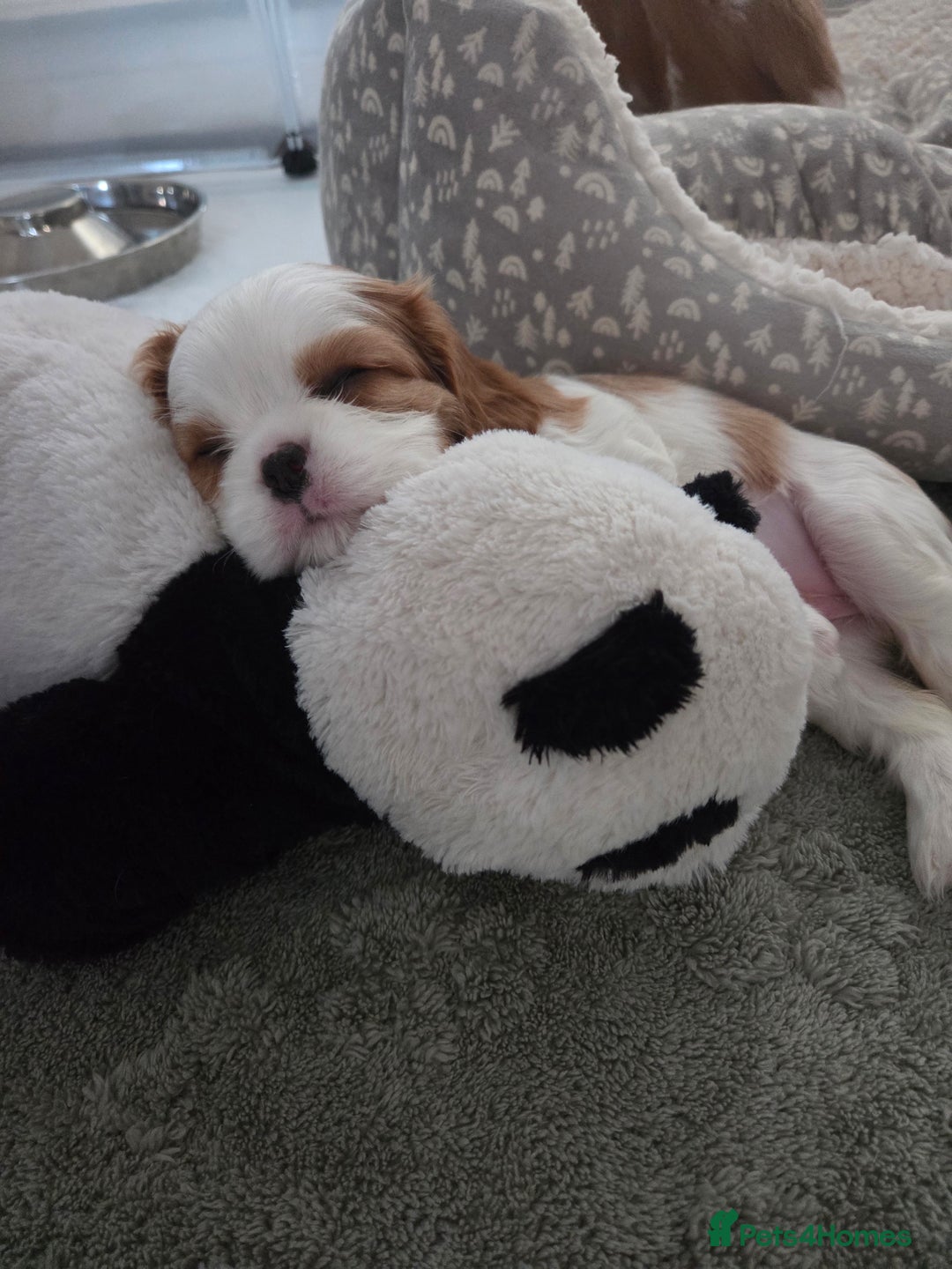 Cavalier King Charles Spaniel dogs for sale: Cavalier King Charles Spaniel 3 x puppies - Advert 30