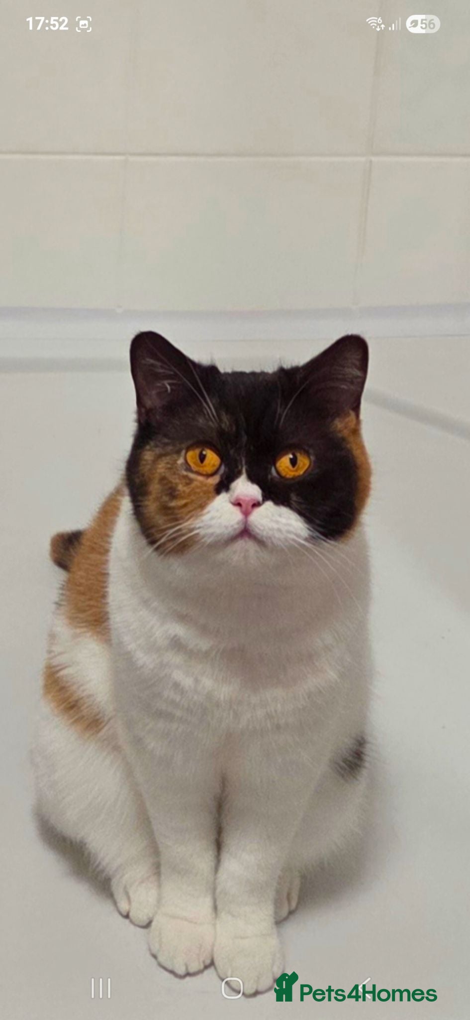 British Shorthair cats Pedigree British Shorthair  - Advert 3