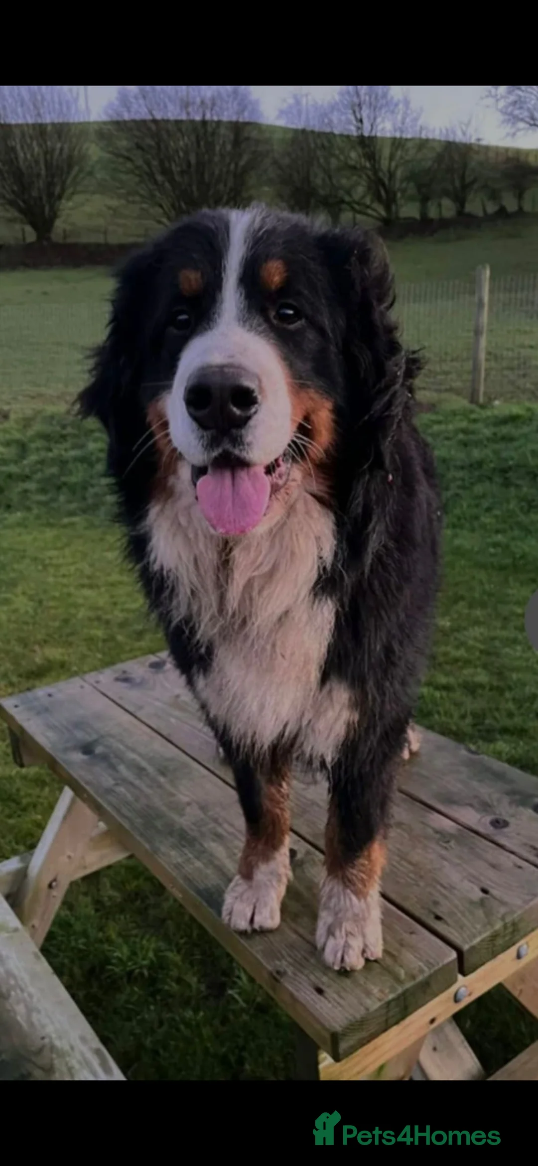 Mixed Breed dogs for sale: Labernese F1 Puppies - Advert 7