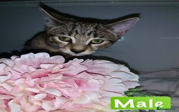 Mixed Breed cats for sale: Beautiful kittens Ready now Open to offers  in Chester - Image 5