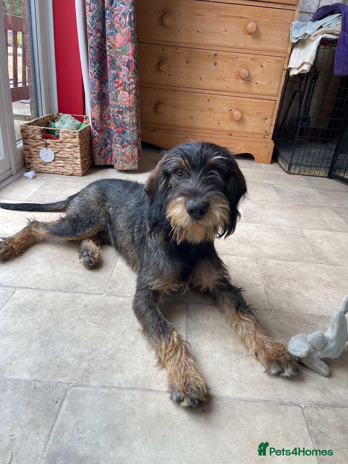 Mixed Breed dogs Cocker Spaniel cross wire haired dachshund Docker - Advert 1
