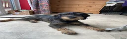 Mixed Breed dogs for sale: Cocker Spaniel cross wire haired dachshund Docker in Kettering - Advert 1