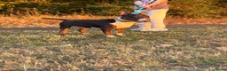 English Bull Terrier dogs for stud: Tri English bull terrier stud proven - Advert 5