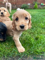 Cocker Spaniel dogs - Advert 1