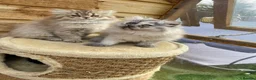 Persian cats for sale: BEAUTIFUL DOLL FACE FULL PERSIAN LONG HAIR KITTEN - Advert 9