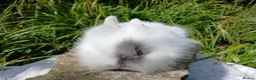 Lionhead rabbits for sale: Stunning DM Lionhead baby rabbits - Advert 13