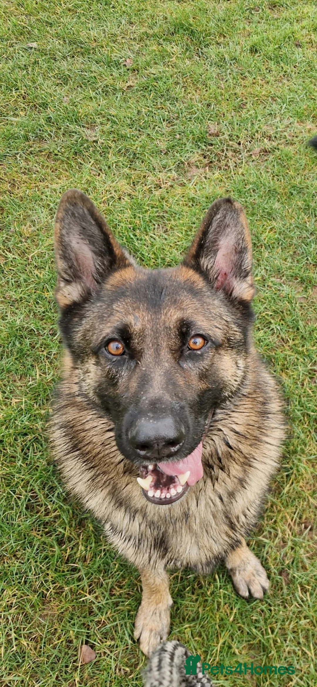 German Shepherd dogs for sale: Stunning german shepherd  - Advert 1