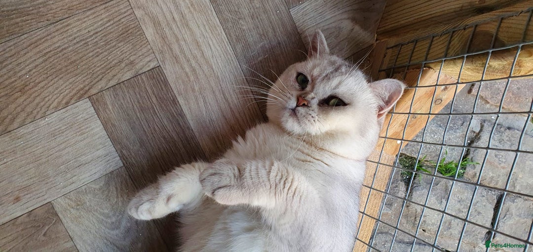 British Shorthair cats for sale: Champion lines for adoption  - Image 34