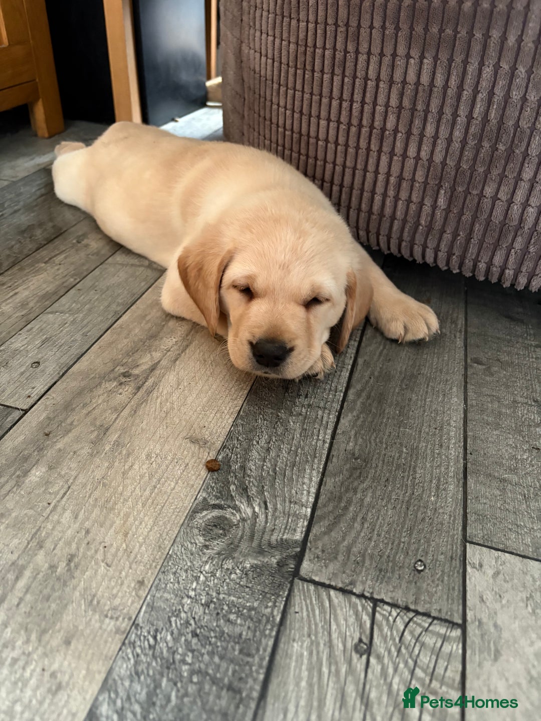 Labrador Retriever dogs for sale: Stunning litter of Labrador puppies - Advert 7
