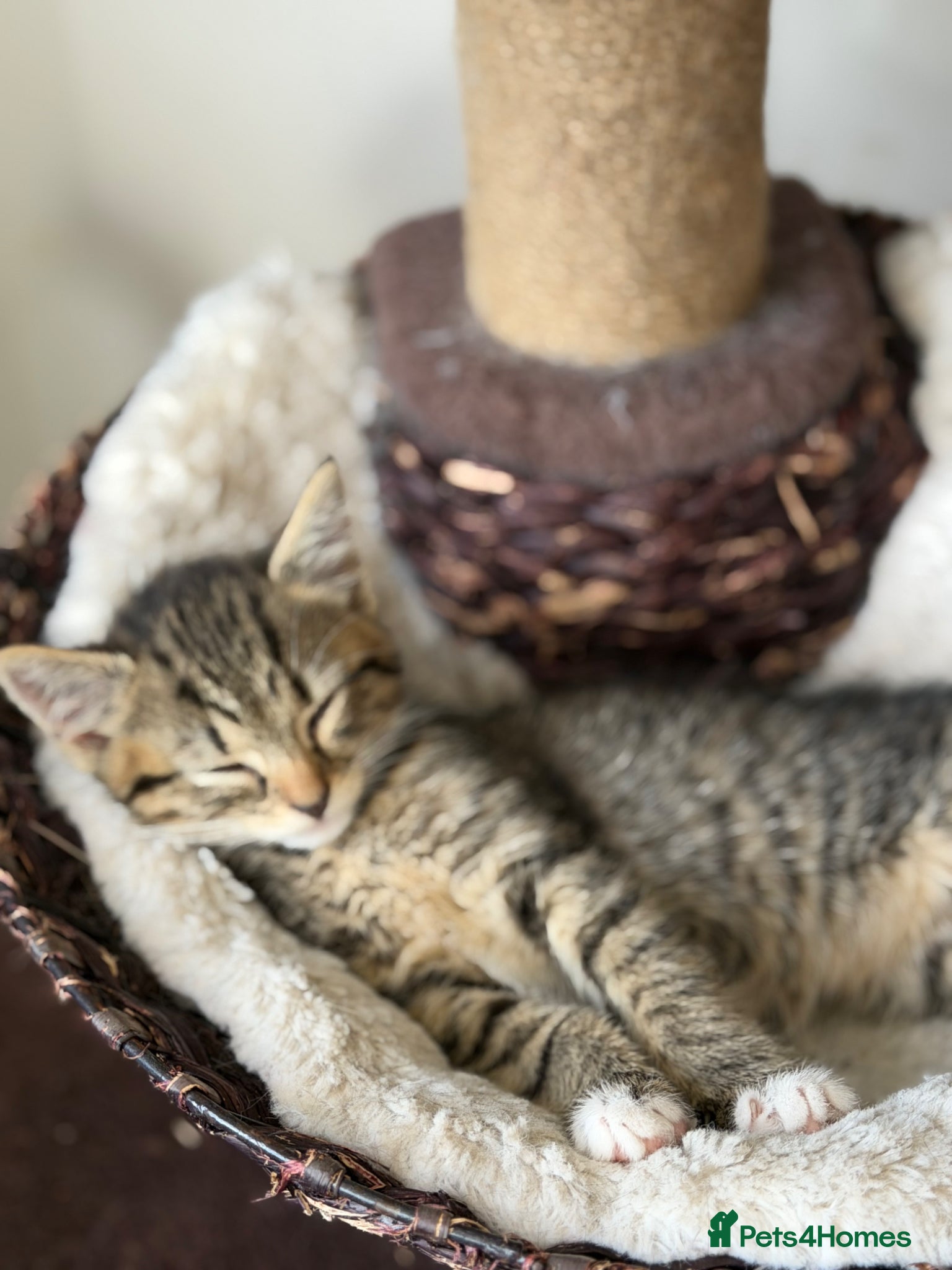 Mixed Breed cats Beautiful male kitten for sale - Advert 14