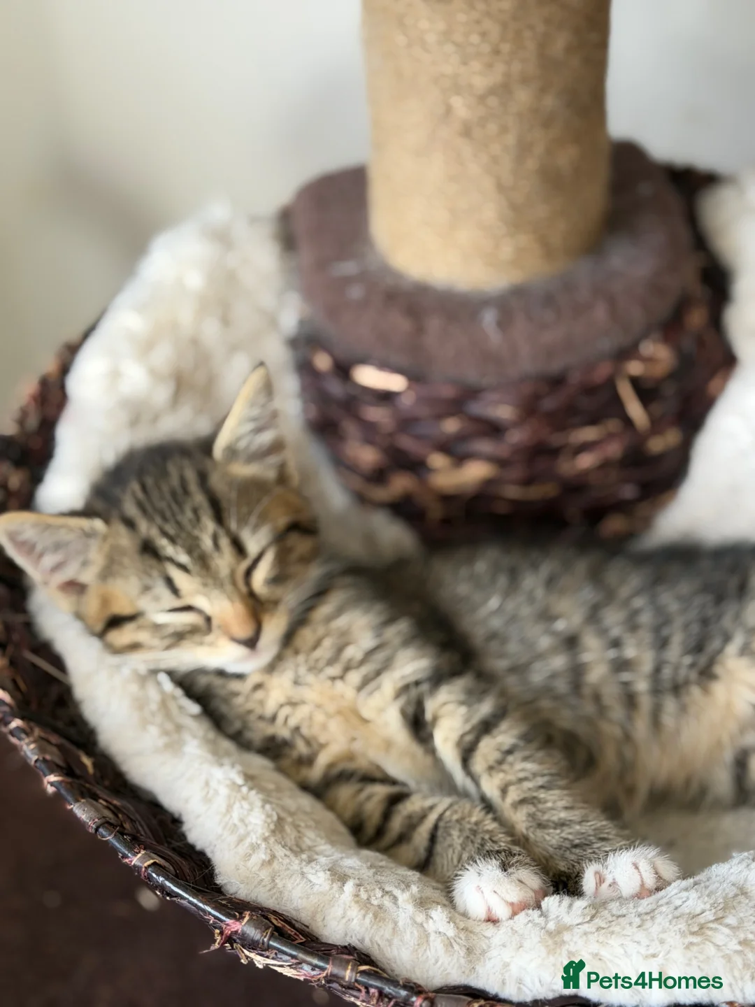 Mixed Breed cats for sale: Beautiful male kitten for sale - Advert 1