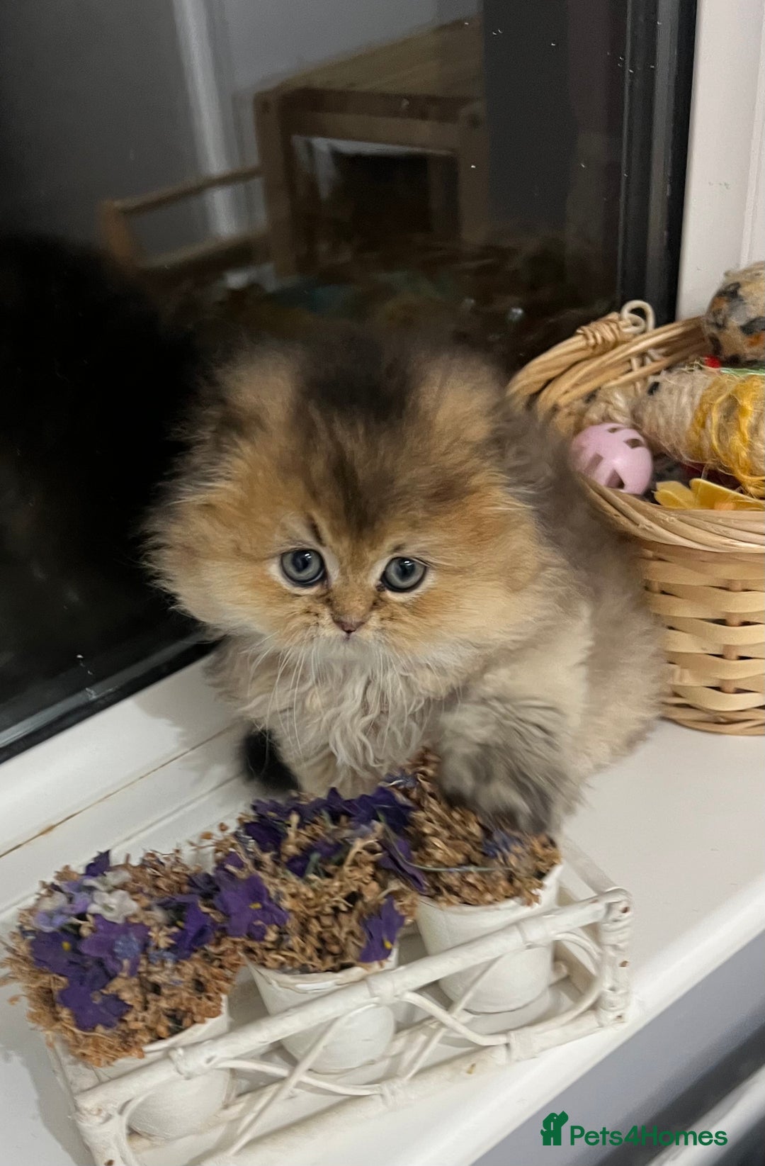 Scottish Fold cats for sale: Pedigree cutest SFLH kittens   - Advert 15