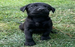 Labrador Retriever dogs for sale: Male black lab pup Kc reg  - Image 3