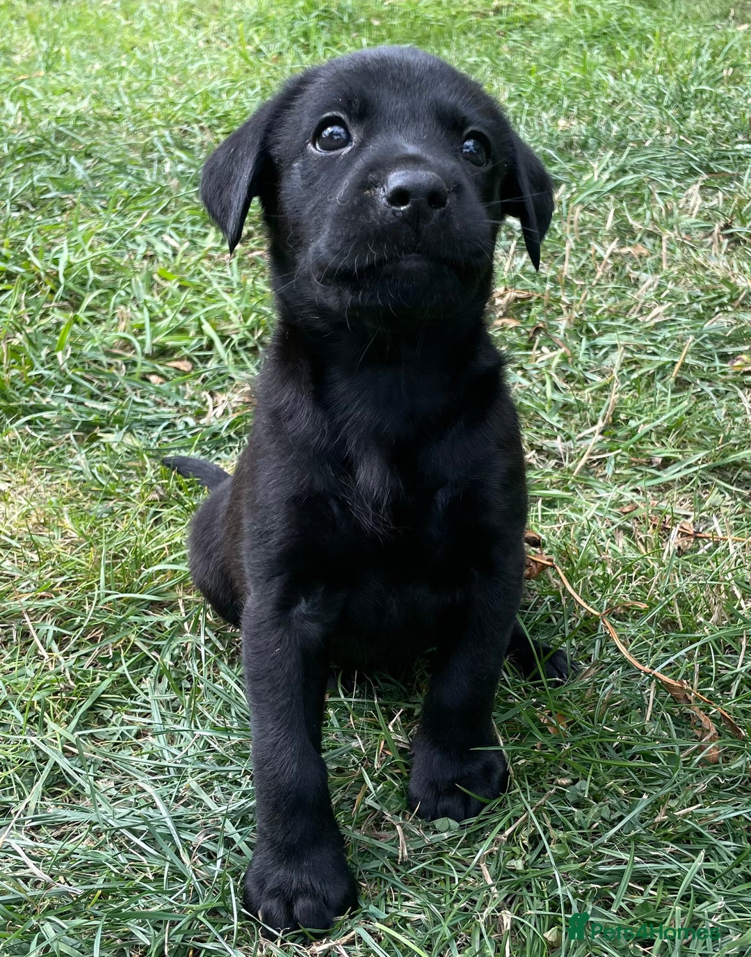 Labrador Retriever dogs for sale: Male black lab pup Kc reg  - Image 3