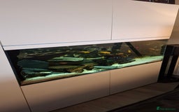 Cichlids fish for sale: Fish Tank - Image 1