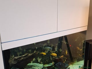 Cichlids fish - Advert 37