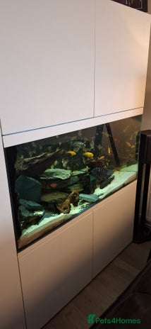 Cichlids fish - Advert 18