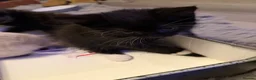 Asian cats for sale: Beautiful kittens  - Advert 5