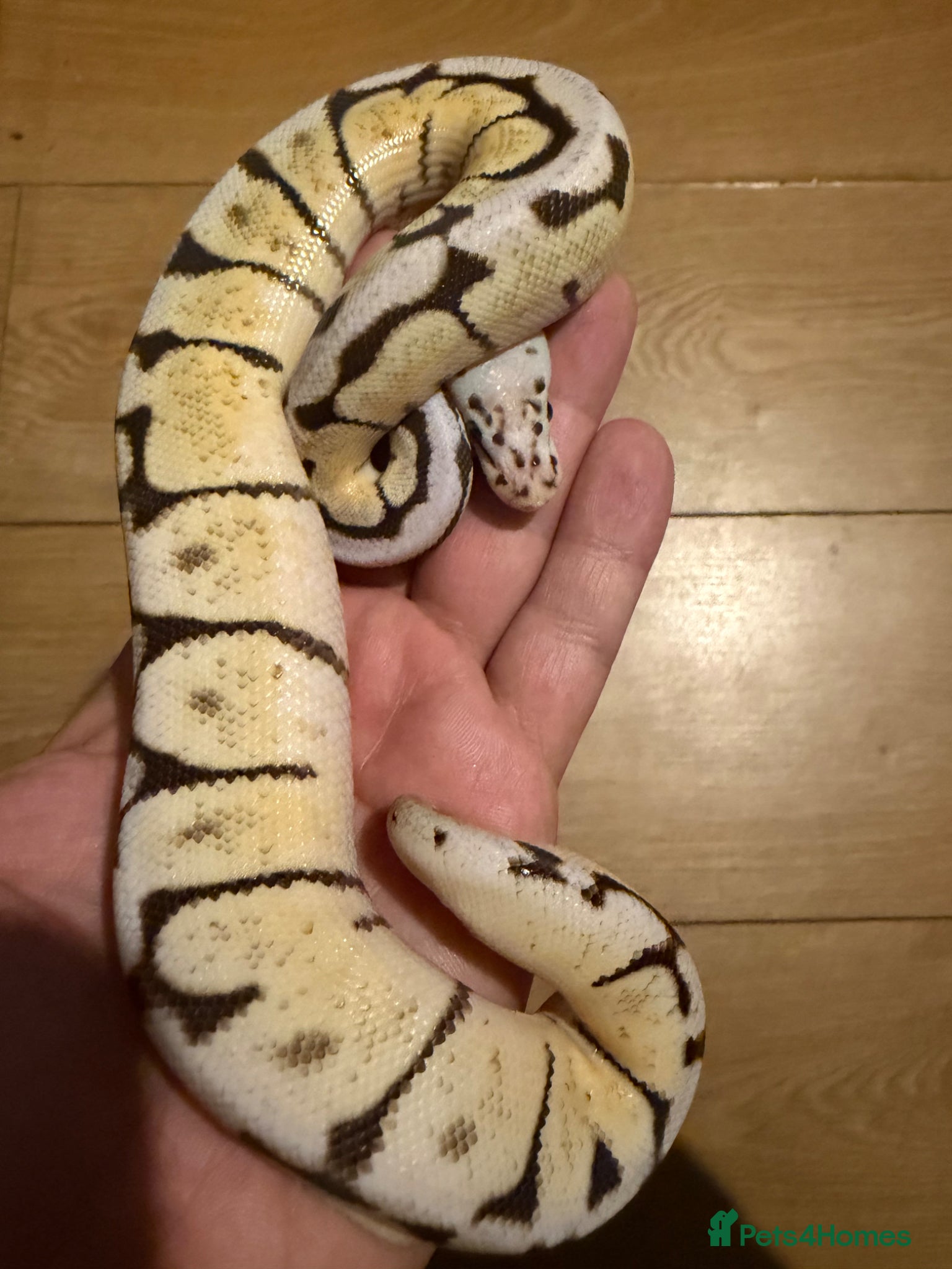 Python Snake reptiles 2 Juvenile Royal Pythons - Advert 2