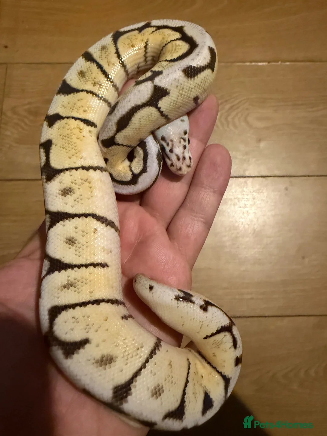 Python Snake reptiles for sale: 2 Juvenile Royal Pythons - Advert 2