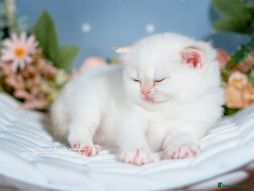 British Shorthair cats for sale: Show-Quality British Shorthair Kittens - Advert 5