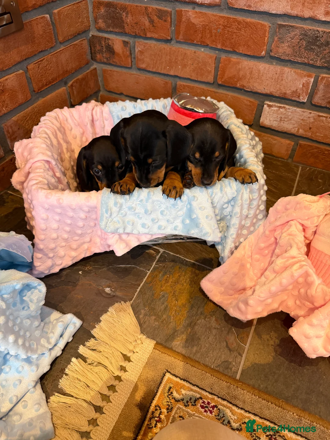 Dachshund dogs for sale: Miniature dachshunds  - Advert 3
