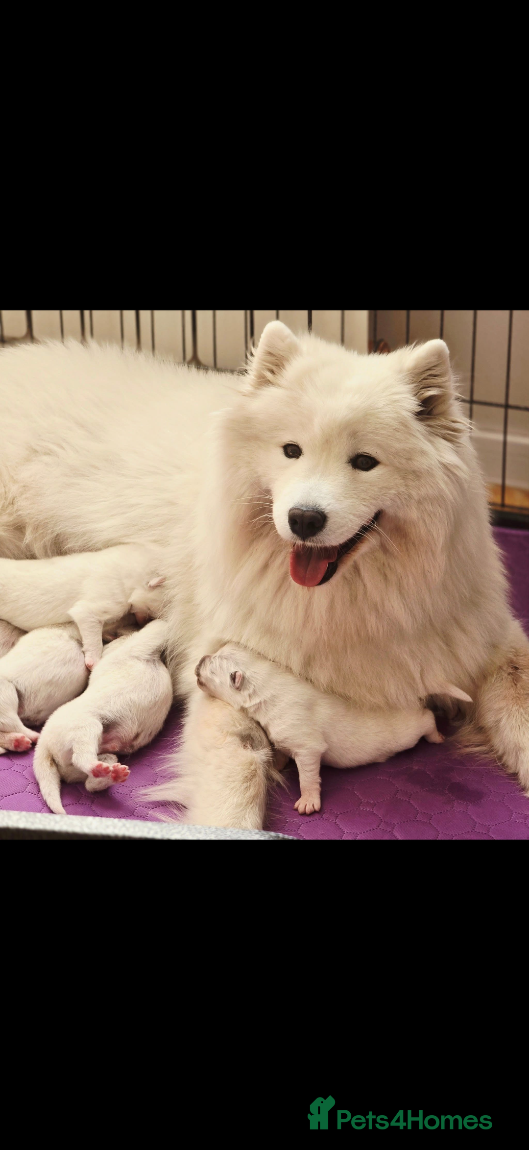 Samoyed dogs for sale: Samoyed puppy - Advert 2