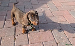 Dachshund dogs for sale: Dachshund puppies - Image 2