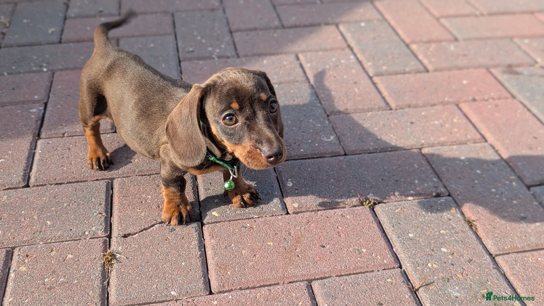 Dachshund dogs for sale: Dachshund puppies - Image 2