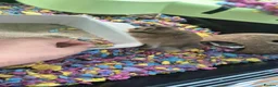 Hamster rodents for sale: Hamster and full set up available  - Advert 3