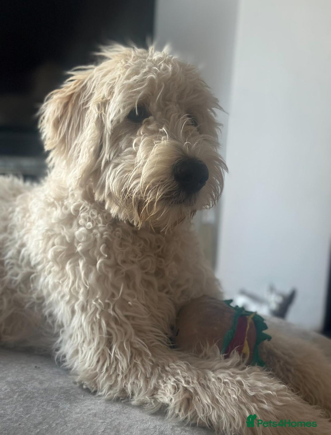 Goldendoodle dogs for sale: Goldendoodles F1, both parents hip scored          - Image 17