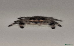 Spiders invertebrates for sale: Precious little female jumping spider - Advert 3