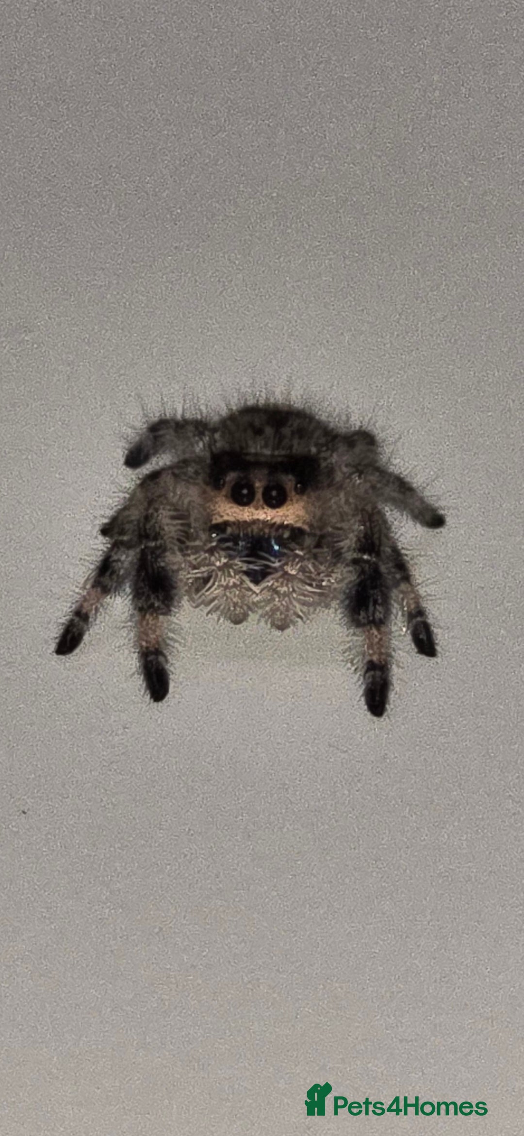 Spiders invertebrates for sale: Precious little female jumping spider - Advert 3