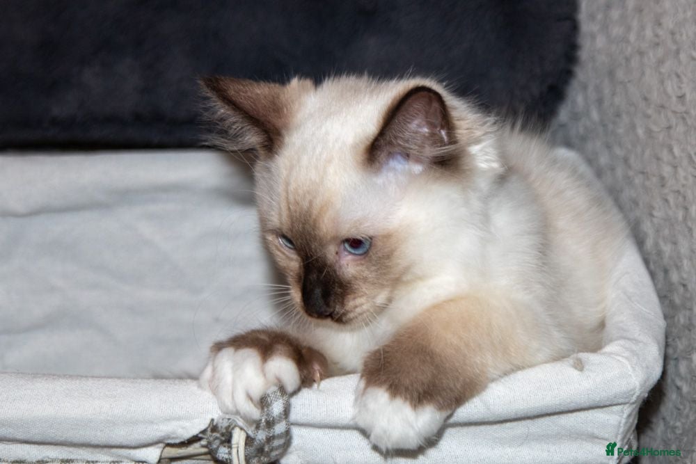 Ragdoll cats Beautiful Purebred Ragdoll Kittens Ready Now  - Advert 2